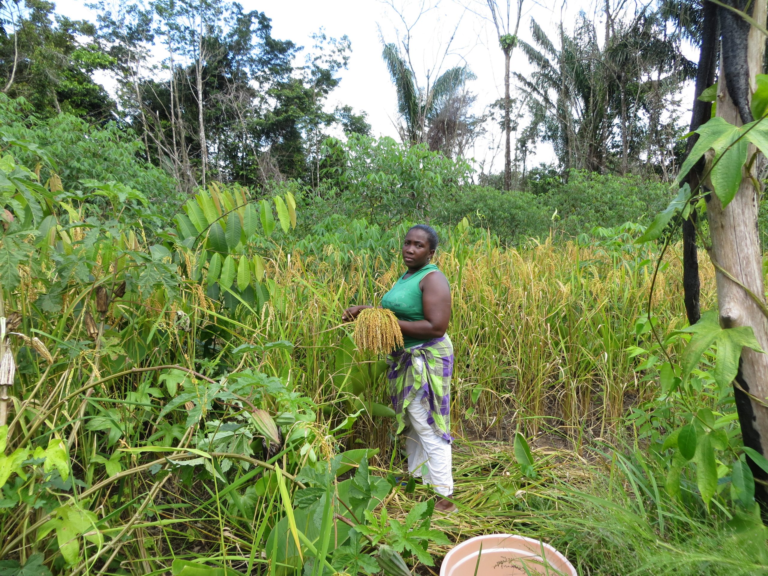 Afrikaanse namen voor Surinaamse planten